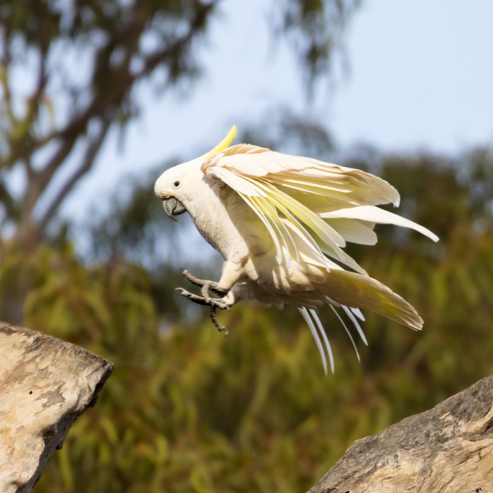 Sulphur-crested cockatoo taking flight