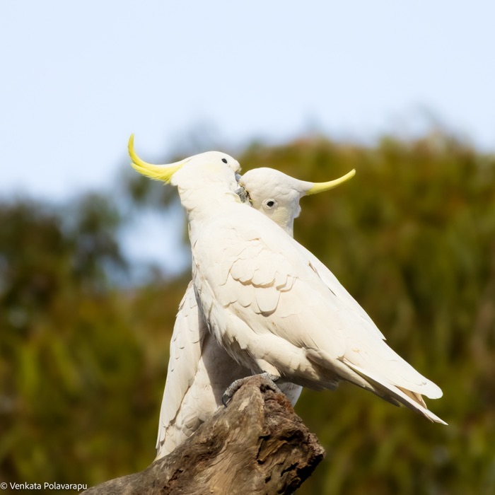 Two sulphur-crested cockatoos perched together