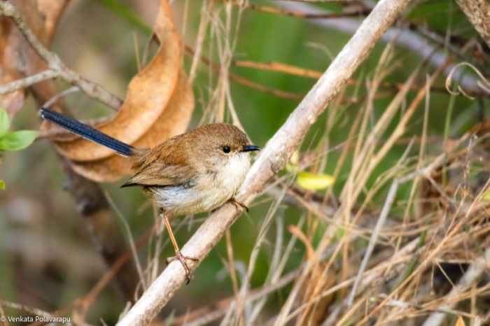 Superb fairy-wren perched on a branch