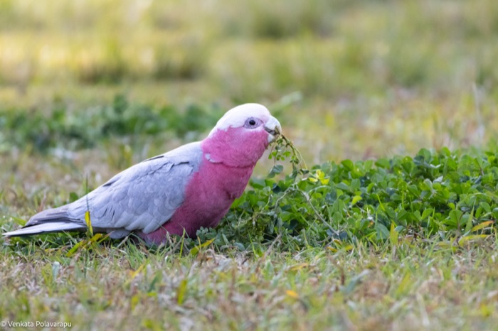 Galah cockatoo foraging in grass