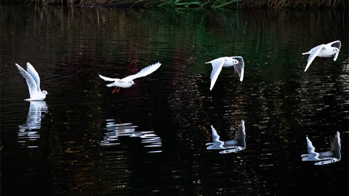 Four black-headed gulls in flight over water, with reflections