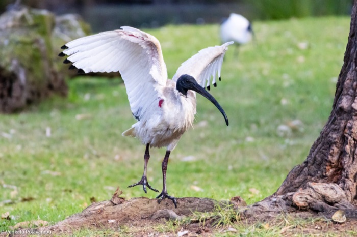 Australian white ibis with wings spread