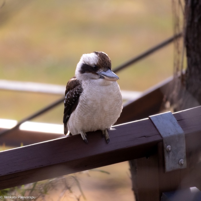Laughing kookaburra perched on a wooden railing