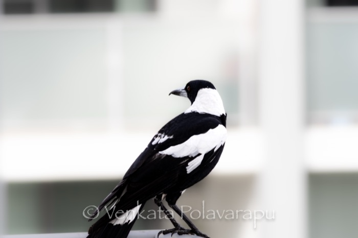 Australian magpie looking back over its shoulder