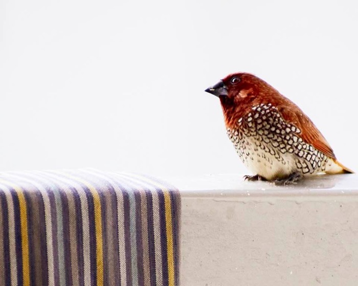 Scaly-breasted munia with a red head and scaled belly