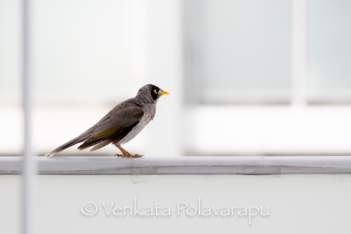 Noisy miner bird in profile