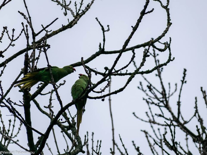 Two rose-ringed parakeets perched together on a branch