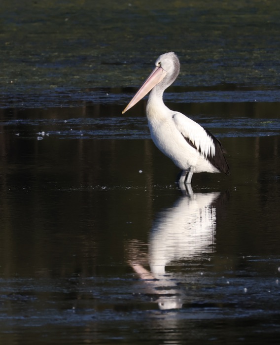 Australian pelican standing in shallow water