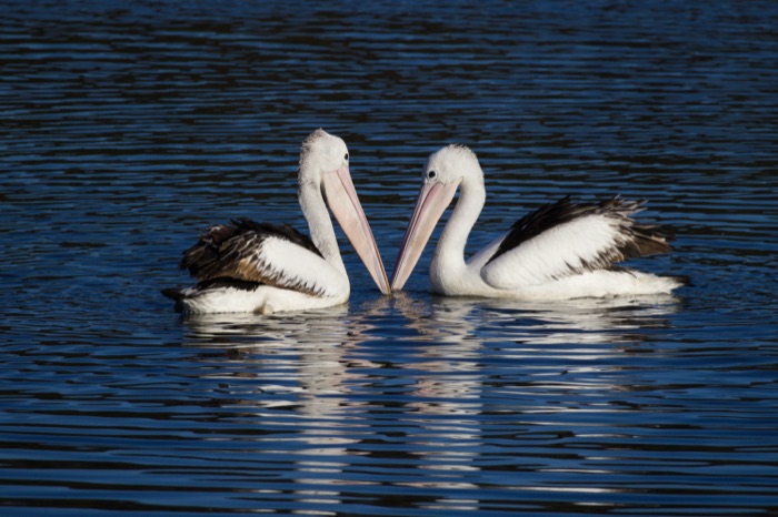 Two pelicans forming a heart shape