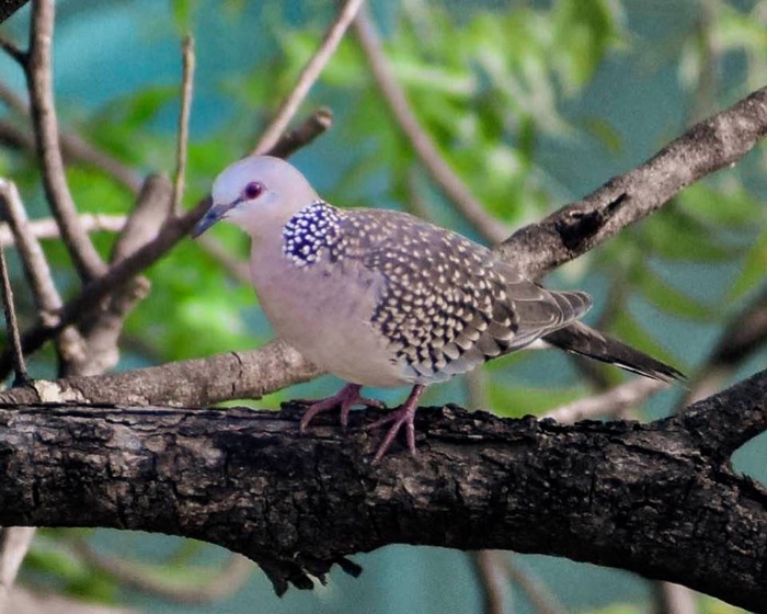 Spotted dove perched on a tree branch