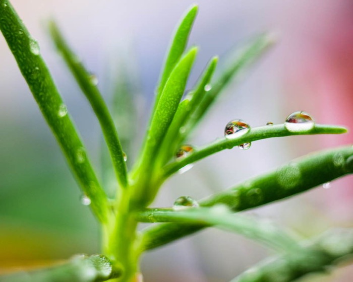 Macro shot of dew drops on succulent leaves