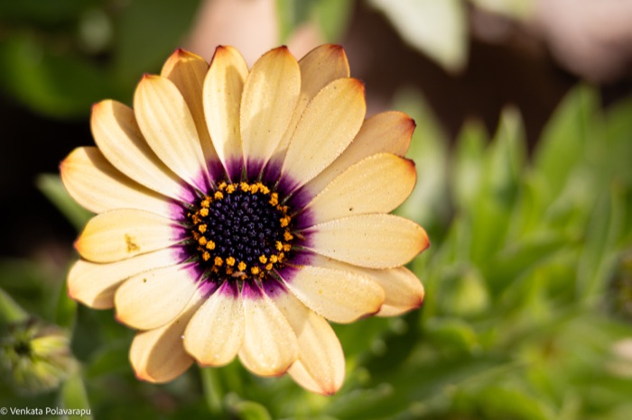 Close-up of a cream-colored African daisy with a violet center