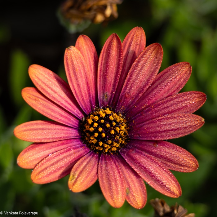 Close-up of a red and orange African daisy with dew drops