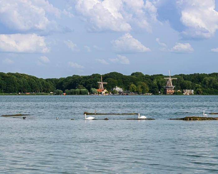 Swans swimming on a lake with windmills in the distance