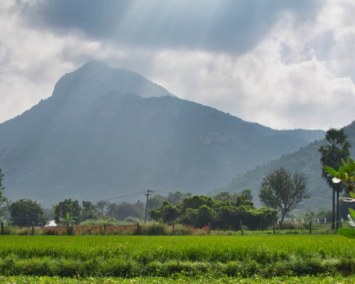 Misty mountain above green rice paddy fields