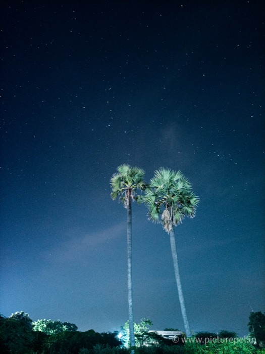 Two palm trees under a starry night sky