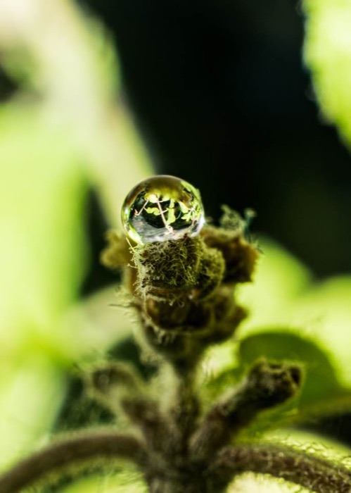 Macro shot of a water droplet reflecting surrounding leaves